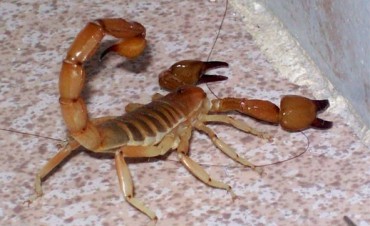 Víboras, alacranes y arañas: cómo evitar sustos