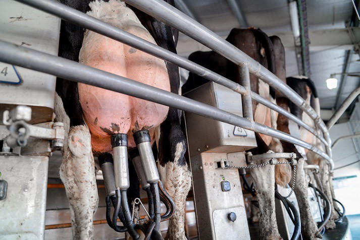 La producción de leche creció un promedio del 14%