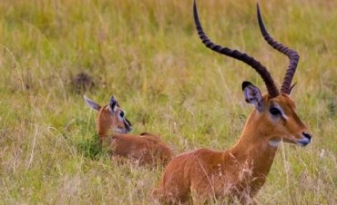 A pesar de los cuernos, para el mundo es más confiable Kenia que Argentina