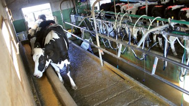 La producción de lácteos cayó más del 20% en febrero