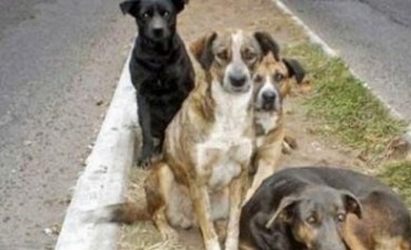 Salta. Perros raza
